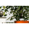 Koubachi Wi-Fi Plant Sensor Outdoor